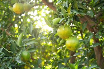 Fresh ripe tangerine mandarin orange on the tree in the orange garden orchard.