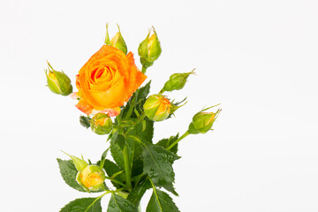 Obraz premium Beautifull orange roses isolated on white background. Copy space