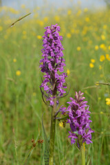 Wild orchid blooms in meadow