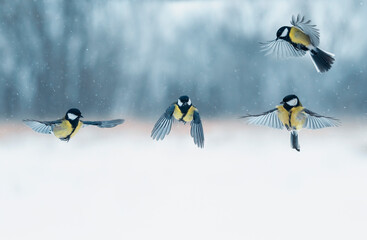 -birds tits fly in the winter garden under the falling snow