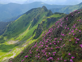 Pink rhododendron blossom in green summer mountains