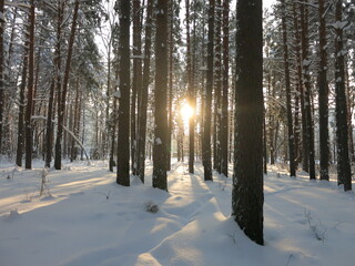 Winter park, snow, pine trees.