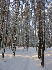 Winter park, snow, pine trees.