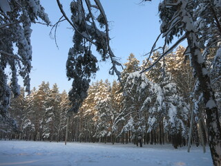 Winter park, snow, pine trees.