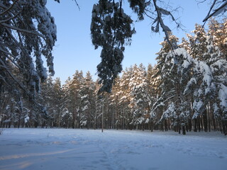 Winter park, snow, pine trees.