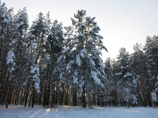 Winter park, snow, pine trees.