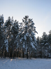 Winter park, snow, pine trees.