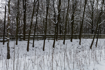 Park Śląski pokryty śniegiem. © Miroslaw