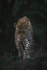 Fototapeta na wymiar A female leopard walking towards the camera with her head held low, Greater Kruger.