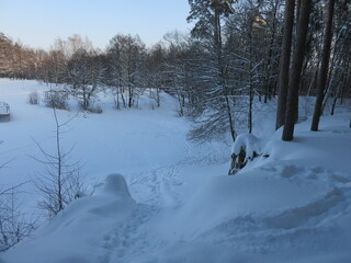 Winter park, snow, pine trees.