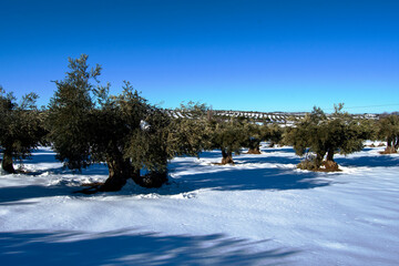 Olivar nevado