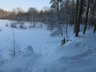 Winter park, snow, pine trees.