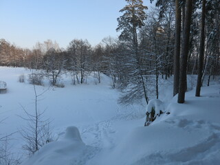 Winter park, snow, pine trees.