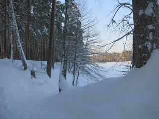 Winter park, snow, pine trees.