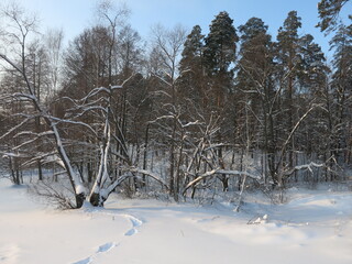 Winter park, snow, pine trees.
