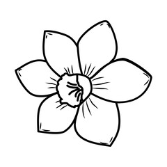 Daffodils Flower Floral Hand Drawn. Vector Design Illustration Sign.