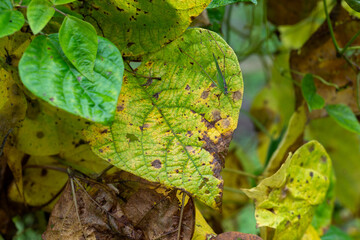 close view of Sick leaves