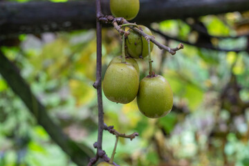 Unripe kiwi fruit on the tree