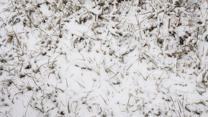 하얀 눈이 내린 풀밭