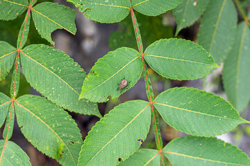 bug on the green leaf