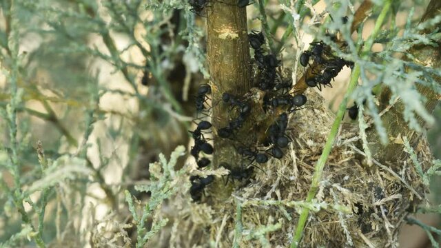 Weaver Ant milking honey dew from cicadas they raise