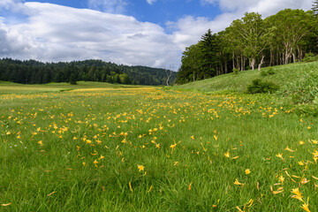 ニッコウキスゲの咲く大江湿原
