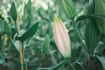 A Close-up of a bud lily flower in the garden. Nature background with copy space for text
