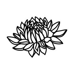 Dahlia Flower Floral Hand Drawn. Vector Design Illustration Sign.