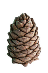 A lump of cedar, covered with nuts. Siberian pine cone. Brown big pine cone