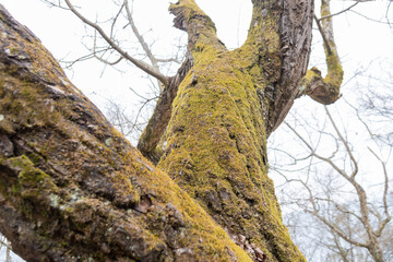 Green moss on a big tree