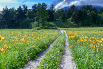 ニッコウキスゲの咲く大江湿原