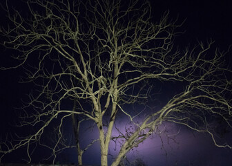 Silhouette of a huge dead tree with woody naked branches without leaves amid the intense lightning storm during the dramatic night sky.