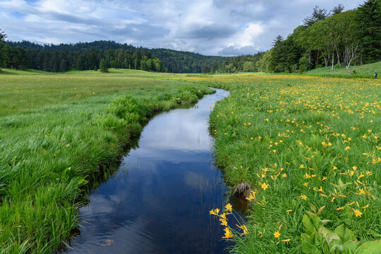 禅庭花images Browse 196 Stock Photos Vectors And Video Adobe Stock