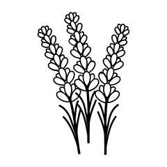 Lavender Flower Floral Hand Drawn. Vector Design Illustration Sign.