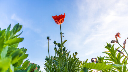 red poppy flower