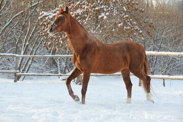 Thoroughbred horse breathing hot in winter walks
