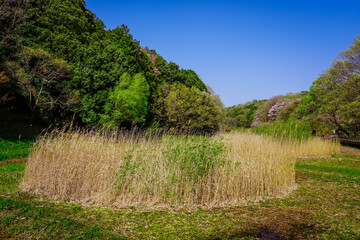 Fototapeta premium 春の公園 爽やかなアシ原湿原の散策路 「神奈川県立四季の森公園」