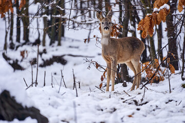 Roe deer in the snow
