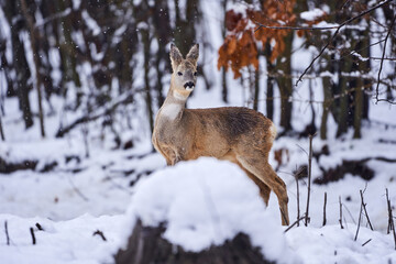 Roe deer in the snow