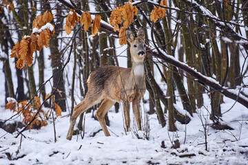 Fototapeta premium Roe deer in the snow