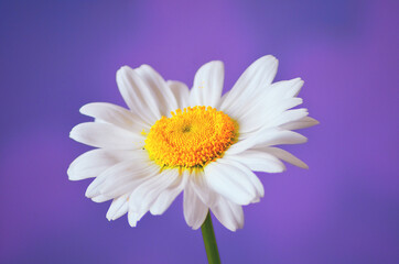 Close up of single daisy flower on purple background