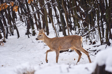 Roebuck in the snow