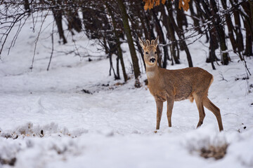 Roebuck in the snow