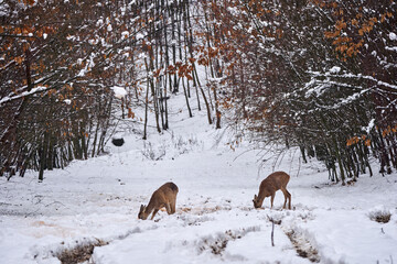 Roebuck in the snow