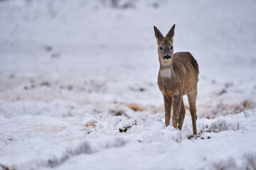 Roe deer in the snow