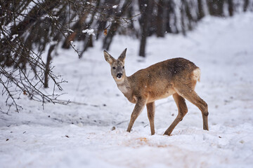 Roe deer in the snow