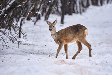 Naklejka na ściany i meble Roe deer in the snow