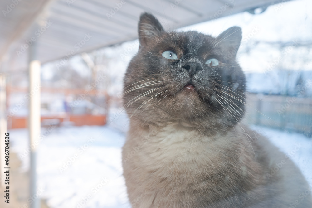 Aufkleber Frosty winter day. Cat outdoor is looking through the window. .Siamese cat. Funny ears and eyes. Background pattern for design..