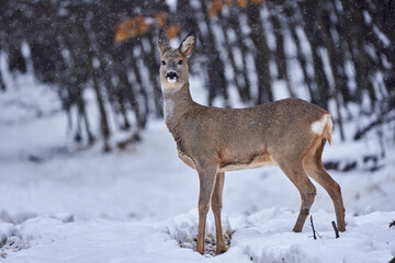 Roe deer in the snow