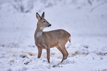 Roe deer in the snow